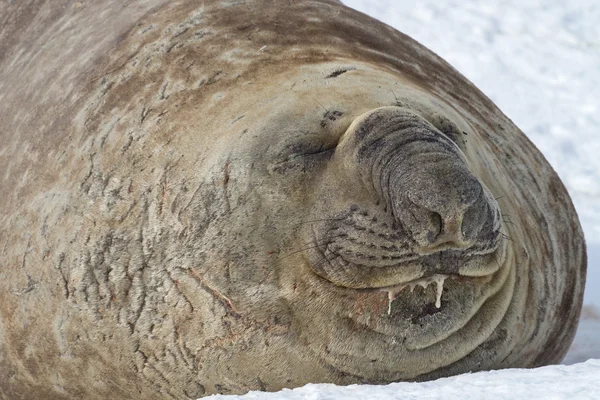 Retrato de uma foca elefante do sul que se encontra na neve com — Fotografia de Stock