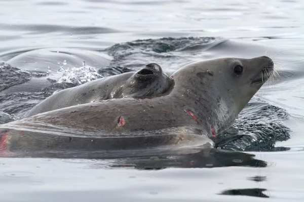 Phoque léopard qui a attaqué un jeune phoque crabier — Photo