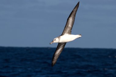young black-browed albatross over the waters of the South Atlant clipart