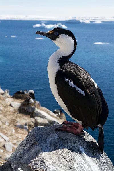 Antarctische Blauwogige aalscholvers zittend op een rots op een achtergrond — Stockfoto