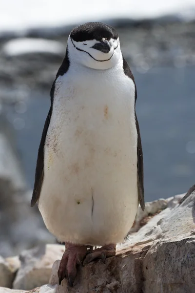 Pinguim antártico que fica sobre as rochas com os olhos fechados — Fotografia de Stock