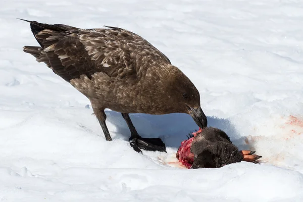 Antarktische oder braune skua, die adelie pinguins küken frisst — Stockfoto