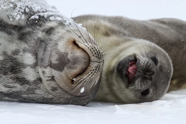 Seehundweibchen und Welpen, die auf dem Schnee der Antarktis liegen — Stockfoto