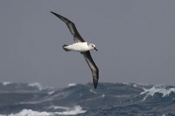 Gray-headed albatross flying over the waves of the Atlantic stor — Stock Photo, Image