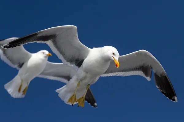 Kelpmeeuw dat in de lucht hangt vleugels verspreiding in antarctica — Stockfoto