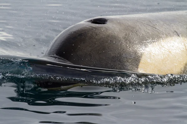 Killer whale head swimming in Antarctic waters — Stock Photo, Image