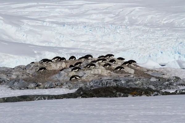 Adelie penguenleri kayalar ve kar üzerinde arasında küçük koloni — Stok fotoğraf