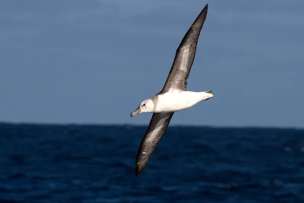 Jovem albatroz-de-testa-preta sobre as águas do Atlântico Sul — Fotografia de Stock