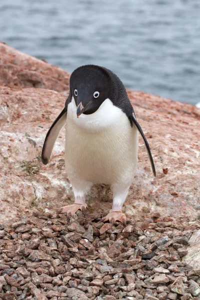 Adelie penguin which stands near the empty nest in colonies Royalty Free Stock Photos