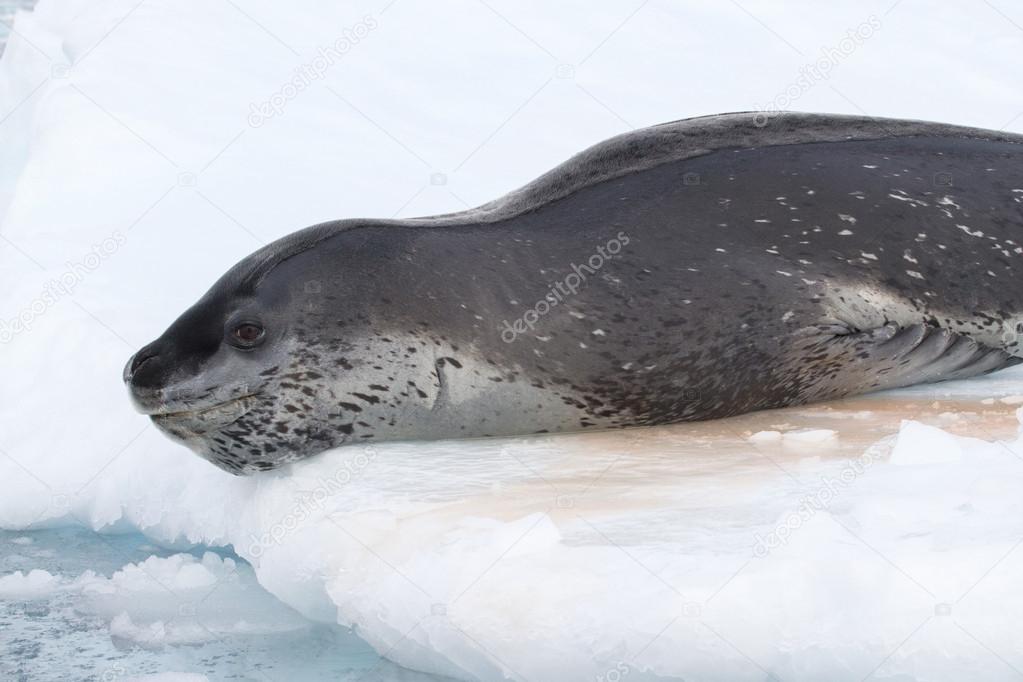leopard seal which lies on the ice and going to dive into the wa