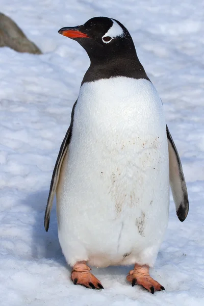 Gentoo pingüino kotoryts de pie en la nieve cerca de la piedra —  Fotos de Stock