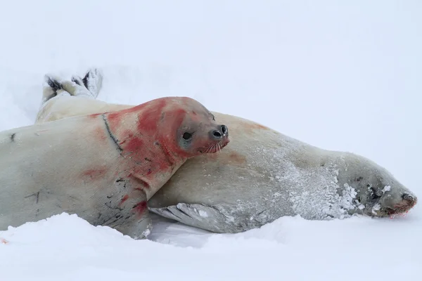 Male and female crabeater seal during courtship — Stock Photo, Image