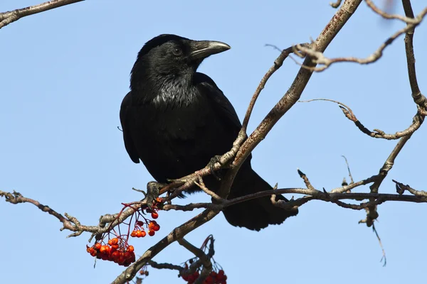 Schwarze Krähe sitzt auf einem Vogelbeerzweig — Stockfoto