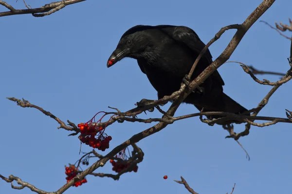 Corbeau noir assis sur le frêne de montagne et manger ses fruits — Photo