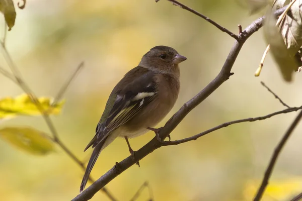 Bofink sitter på en gren i höst skog på en eftermiddag — Stockfoto