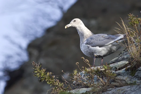 Gaviota alada glauca está sentado en la ladera de la orilla de la — Foto de Stock