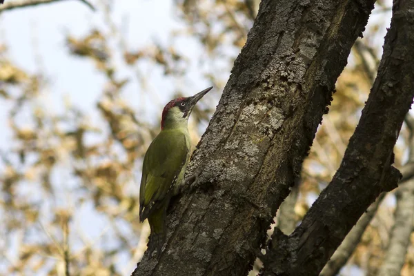 Hombre pájaro carpintero verde en un tronco de árbol otoño — Foto de Stock