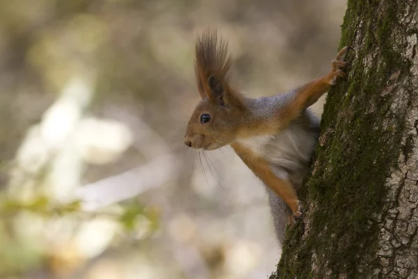 Eichhörnchen, das auf einem Baum sitzt und seitwärts schaut — Stockfoto