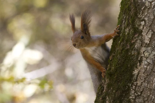 Eichhörnchen, das auf einem Baum sitzt und nach vorne schaut — Stockfoto
