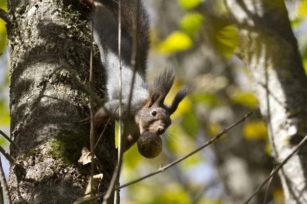 Das Eichhörnchen auf einem Baum, der die Früchte der Walnuss in der — Stockfoto