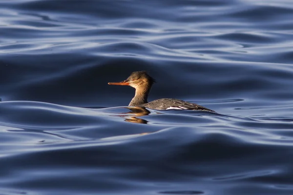 女性红胸秋沙鸭在湾海面飘浮 — 图库照片