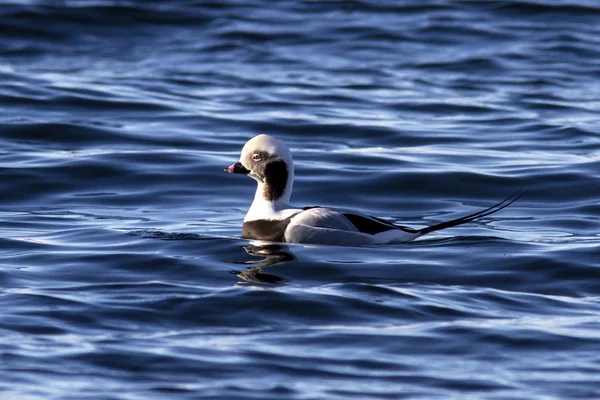 Patos machos de cola larga flotando en las aguas del océano con — Foto de Stock