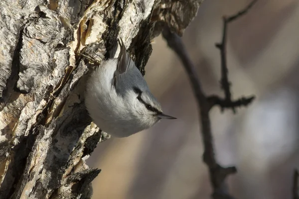 Nuthatch going to feed on the stone birch trunk in forest — Stock Photo, Image