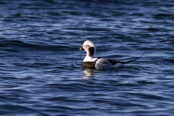 Patos machos de cola larga flotando en las aguas del océano soleado —  Fotos de Stock