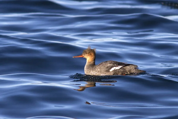 Merganser de peito vermelho flutuando nas águas da baía Avachin — Fotografia de Stock