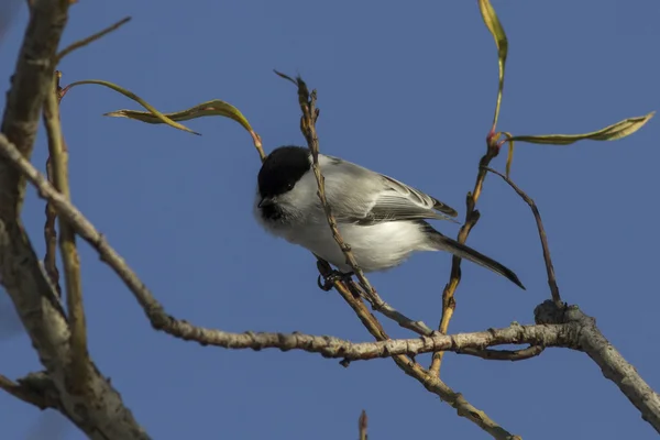 Salgueiro tit está sentado em um ramo e olha para a frente — Fotografia de Stock