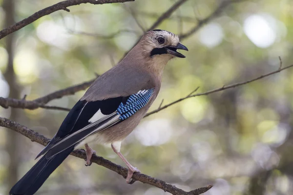 Svarthuvad eller kaukasiska jay som sitter på en gren molnig dag — Stockfoto