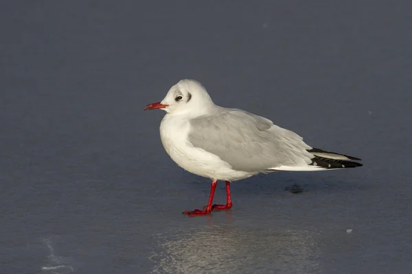 Gabbiano dalla testa nera che siede su un lago ghiacciato invernale — Foto Stock