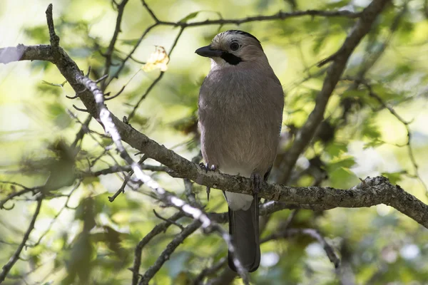 Black-headed or Caucasian  jay who sits on a branch — Stock Photo, Image