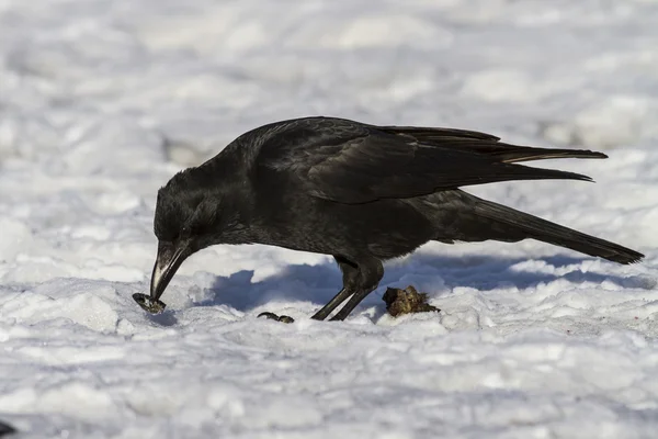 吃腐肉的乌鸦吃软体动物 — 图库照片