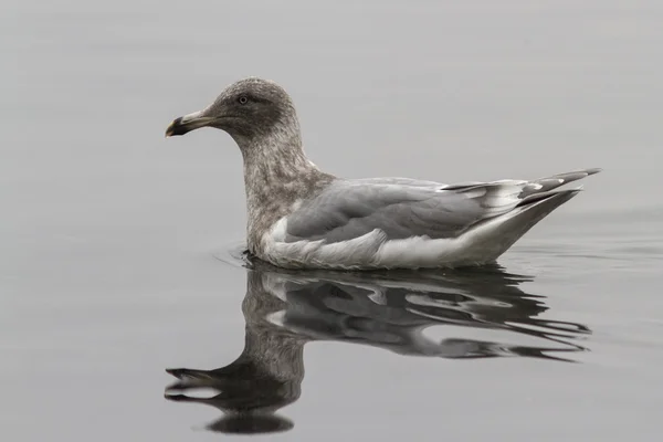 Glaucous-winged gull which is floating on the waves of the bay A — Stock Photo, Image