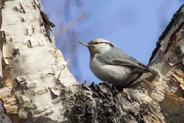 Nuthatch que se sienta en el tenedor de abedul piedra otoño — Foto de Stock