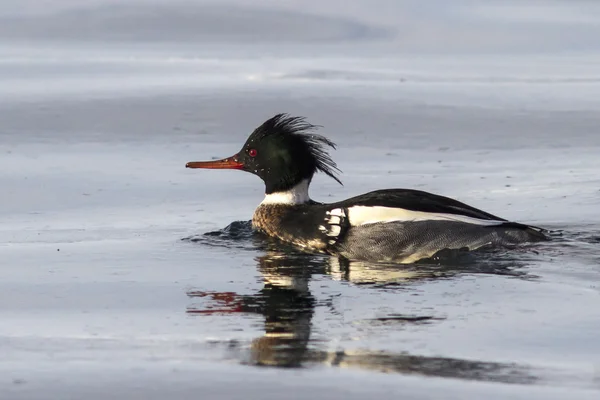 Male Red-breasted Merganser floating on Bay — Stock Photo, Image