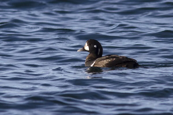 Pato arlequín está flotando en la bahía Avachinskaya día nublado — Foto de Stock