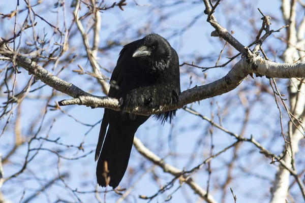 Carrion Crow siedzi na gałęzi brzoza kamień — Zdjęcie stockowe
