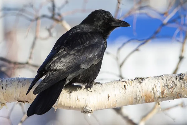 Carrion Crow está sentado em um ramo de uma pedra de bétula dia ensolarado — Fotografia de Stock