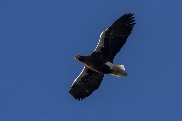 Adulto Steller 's mar águila volando sobre la bahía — Foto de Stock