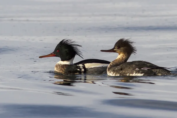 Male and female Red-breasted Merganser floating on Avacha — Stock Photo, Image