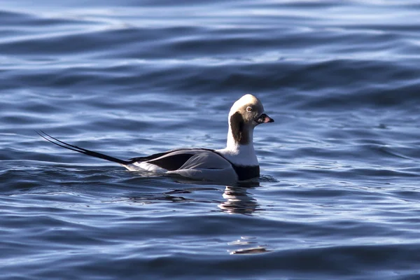 Patos machos de cauda longa que flutuam no inverno aquático — Fotografia de Stock