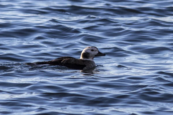 Hembra de cola larga patos flotando en el agua invierno —  Fotos de Stock