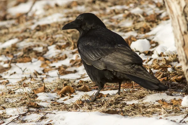 Carrion Crow siedzi na ziemi zimowy dzień — Zdjęcie stockowe
