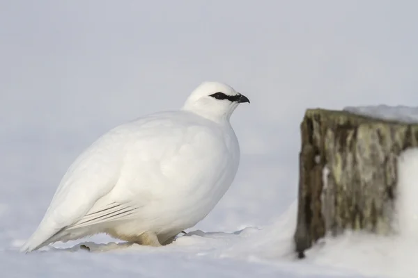 De mannelijke ptarmigan commandant in de buurt van de steen — Stockfoto