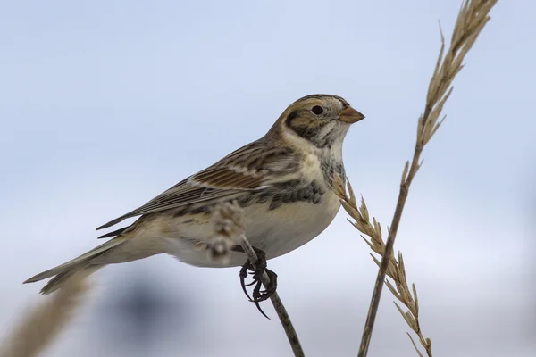 Laponsko Bunting sedící na větvi, Leymus zimní den — Stock fotografie