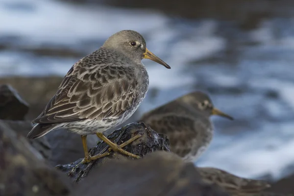 Διοικητής του ροκ sandpiper που στέκεται σε βράχο, στην χαμηλή παλίρροια wi — Φωτογραφία Αρχείου