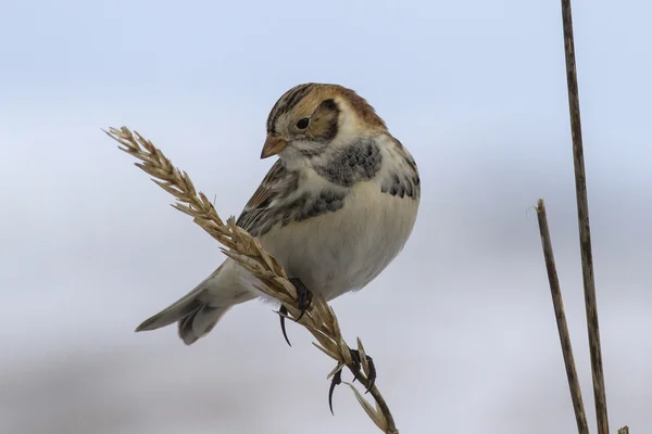 Laponsko Bunting sedí na větvi a při pohledu dolů zimní den — Stock fotografie