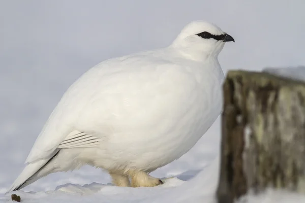 Portret męski ptarmigan dowódca w pobliżu kamienia — Zdjęcie stockowe